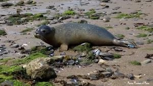 Rescued Sea Turtle And Seal Pups Released After Rehabilitation