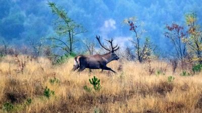 Kızıl geyik (Cervus elaphus)