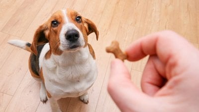 Köpeklerimiz Ödül Maması İçin Beynimizi mi Yıkıyor?