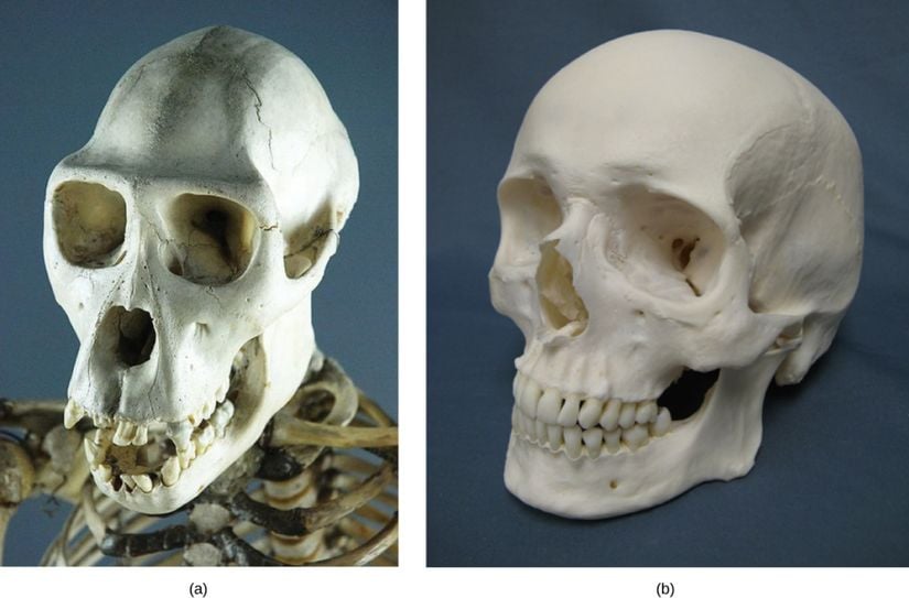 Şempanze çenesi (a), insan çenesine (b) kıyasla çok daha öndedir.
