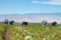 Trump’s immigration policy reduces labor, delays projects and raises costs, according to the Fed