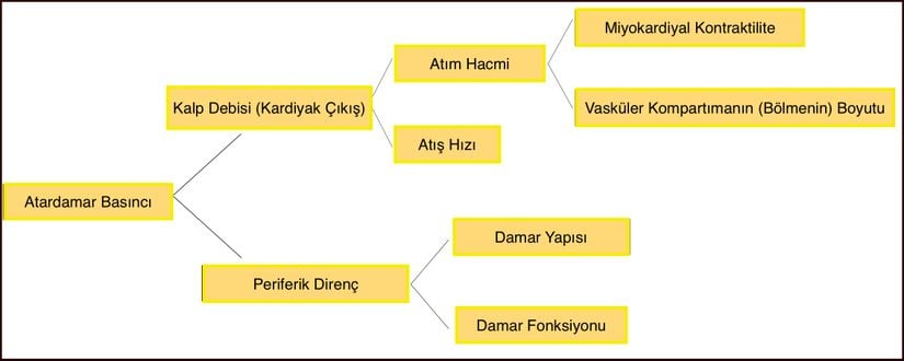 Arteriyel basıncın fizyolojisini açıklayan diyagram