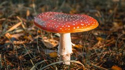 MİKOLOJİ VE MANTAR NEDİR ? GİRİŞ