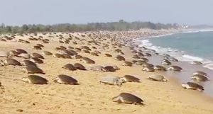 Record Olive Ridley Turtle Nesting Event Surprises Odisha