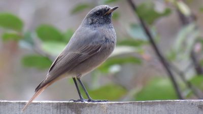 Kara kızılkuyruk (Phoenicurus ochruros)