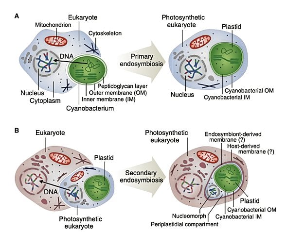 2. Şekil : Endosimbiyoz ve plastid evrimi