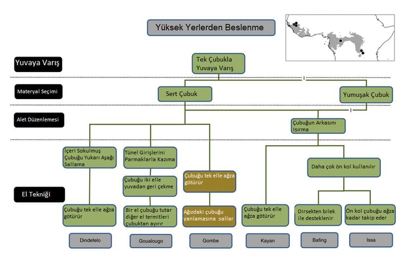 Yüksek yerlerdeki termitleri avlayan şempanze topluluklarının kullandığı tekniklerin bir tablosu.