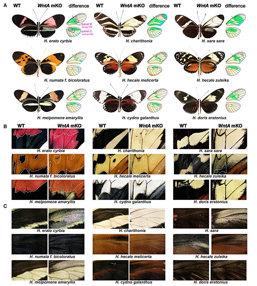 Silme tipi mutasyon sonucu meydana gelen değişimler