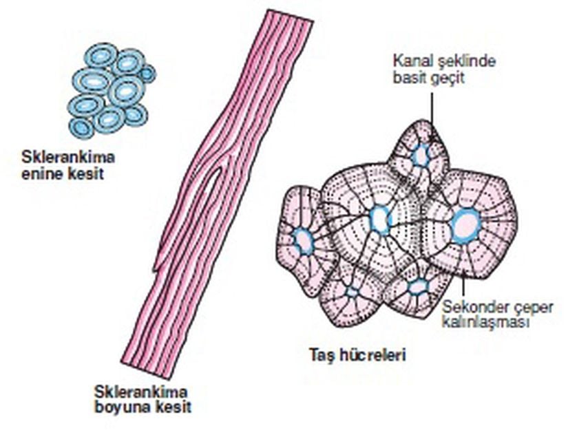 Sklerenkima enine ve boyuna kesitleri ve taş hücreleri.