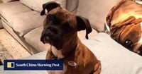 US woman who registered dog to vote in 2 elections charged with 5 felonies