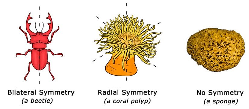 Omurgasızlarda Simetri. Süngerlerde simetri yoktur. İlk olarak radyal simetri evrimleşmiştir. Bunu bilateral simetri takip etmiştir.