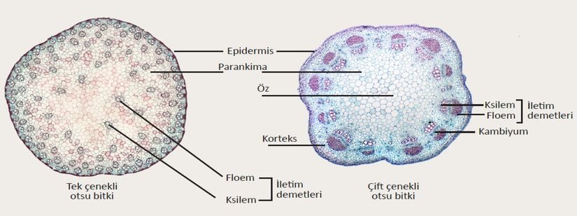 Çift çenekli ve tek çenekli bitkilerin tipik gövde enine kesit görüntüsü.