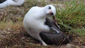 Wisdom The Albatross Lays Egg At 74 Years