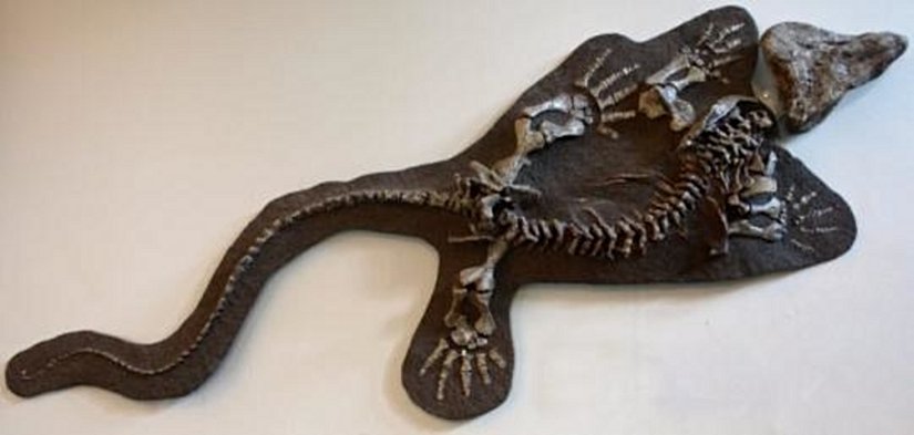 Limnoscelis (Fosil Kalıbı*), Montreal Redpath Müzesi *Fosil kalıbı, keşfedilen fosillerin taşınması yerine, birebir dökmesinin taşınarak fosillerin korunmasını hedefleyen bir yöntemdir.