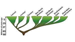 Makroevrim: Primat Dünyasından Örnekler