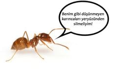 İnsanlar Olarak Gerçekten de Abarttığımız Kadar Zeki ve Gelişmiş Miyiz?