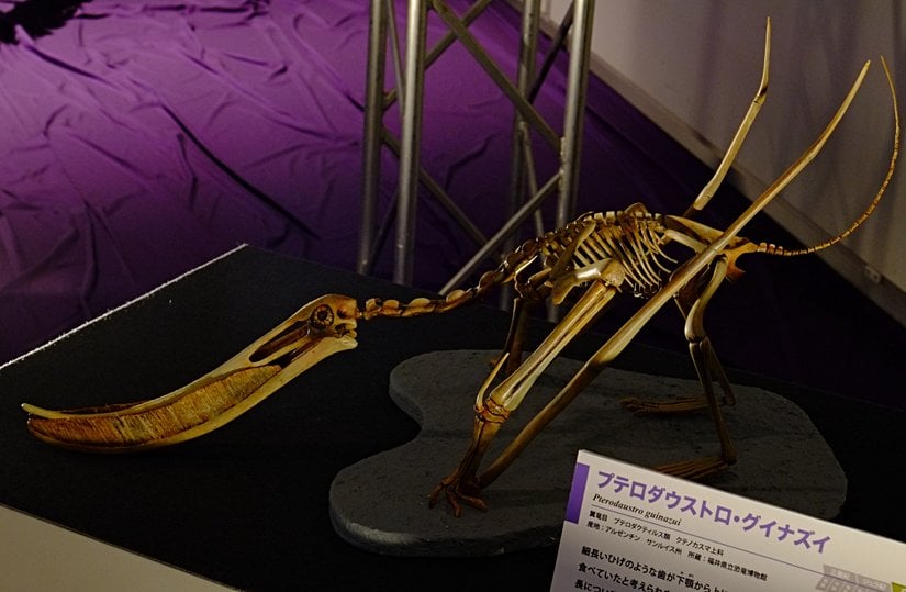 Pterodaustro iskeleti.