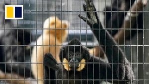 Hong Kong Zoo Struggles To Uncover Mystery Of Sudden Monkey Deaths