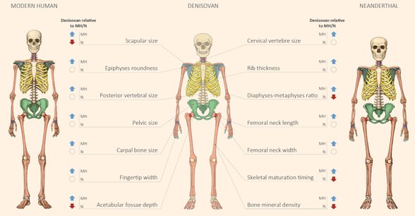 Modern insan yani biz Homo Sapiens , Homo denisova ve Homo Neanderthal iskeletleri arasındaki farklar .