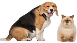 Kedi ve Köpeklerde Obezite