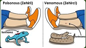 Zehrin Farklı Olguları: 