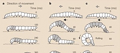 Tırtıllar Nasıl Yürüyorlar?