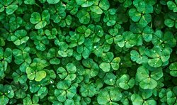 Bitki biyolojisini ve fizyolojisini öğrenmek için hangi kaynakları okumalıyım?