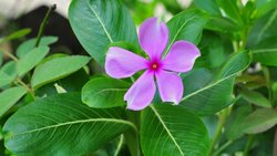 Sekonder Metabolit Nedir? Bitkilerin Savunma Sisteminin Önemli Bir Parçası, Kanser Tedavisinde Nasıl Rol Oynar?