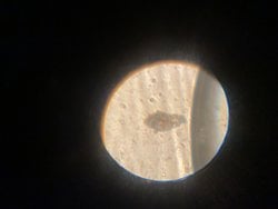 Bu bakteri ne tür? Veya bakteri mi?