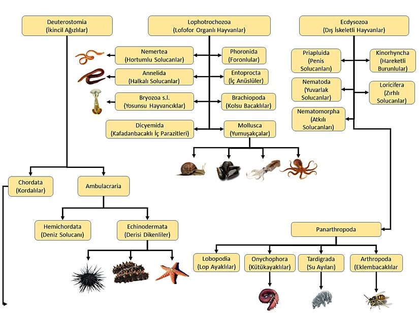 Yaklaşık 550 milyon yıl öncesinde ayrılmaya başlayan hayvan grupları. İnsan türüne gidecek dal Kordalılar (Chordata) üzerindendir.