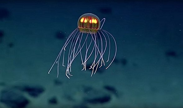 Bu tuhaf derecede güzel denizanası 3700 m  derinlikte filme alındı. Gerçeküstü görüntüler 24  Nisan'da Enigma Denizaltı Dağı'nı keşfederken  çekildi - bu isim, hakkında çok az şey bildiğimiz için  verilmiştir.