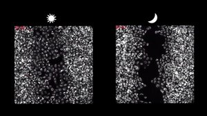 Fibroblastlar Yara İyileşmesinde Gündüzleri Daha Aktif!