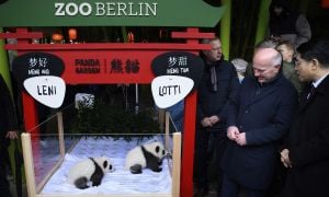 Berlin's Adorable Panda Twins Are Named