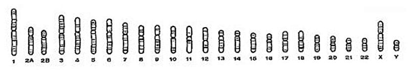 Şempanzelerin Kromozom Seti