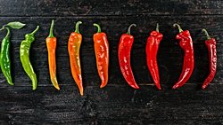 Acı Tat Duyusu Nasıl Oluşur? Acı Tatların Farklı Dereceleri Nasıl Ölçülür? Acı Tat Nasıl Geçirilir?