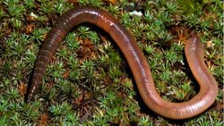 Toprak Solucanları İkiye Bölündüğünde Parçalar Hayatta Kalabilir Mi?