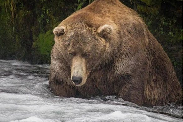 Kürkünün diğer ayılara göre daha soluk olmasından ve bitkin gözükmesinden yaşlı olduğu anlaşılan bir ayı.