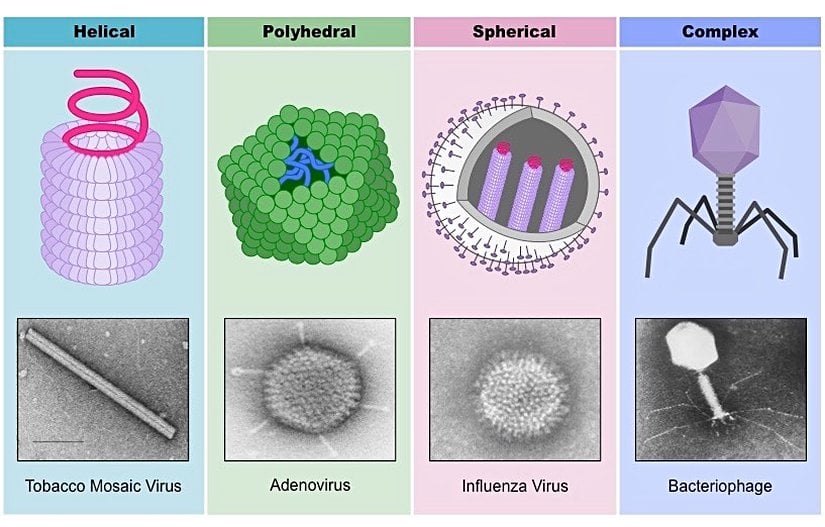 virüsler ve şekilleri
