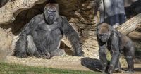 'Terrifying': Charging gorilla breaks enclosure glass at San Diego Zoo