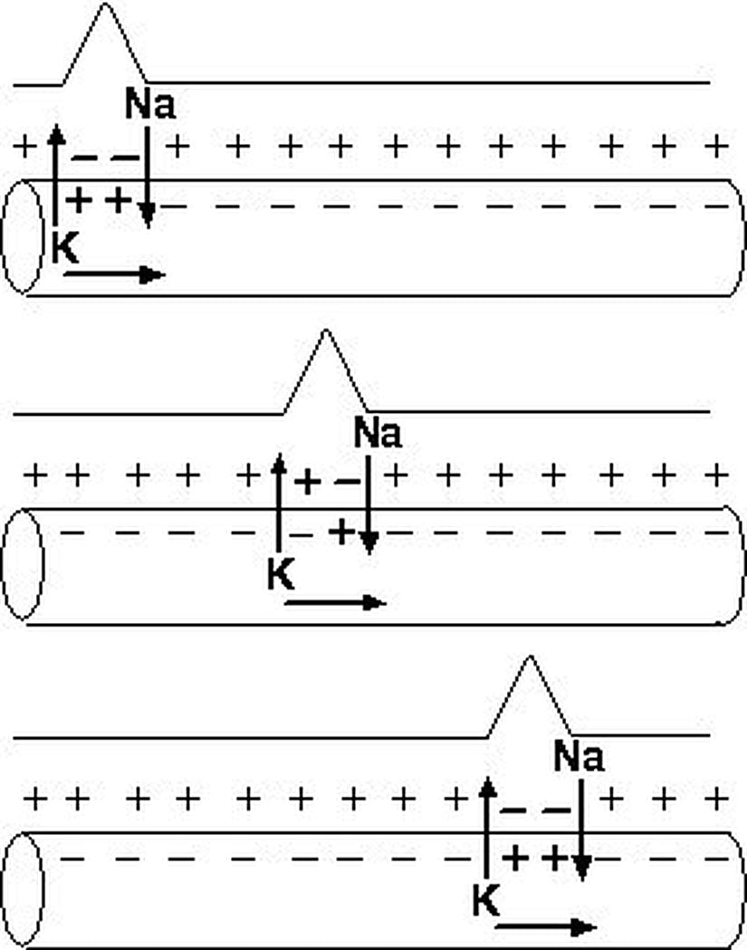 Sinir Üzerinde Elektrokimyasal İletim