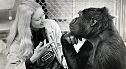 Maymunlar konuşmayı öğrenebilir mi?