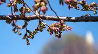 PHOTOS: Vibrant colors around the Tidal Basin as cherry blossoms near peak bloom