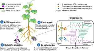 Flavones Enhance Poplar Growth Through Pseudomonas Recruitment