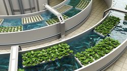 Aquaponics Nedir? Balık Gübresi ile Bitki Yetiştirilebilir mi?