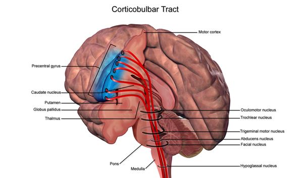 Kortikobulbar yolak (Corticobulbar tract)