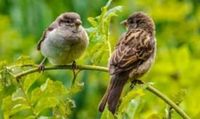 World Sparrow Day 2025: Preserving Nature’s Tiny Architects