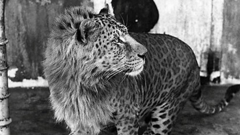"Leopan" Nedir: Leopar ve Aslan Melezi, Tür Tanımlarımızın Sınırlarını Zorluyor!