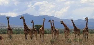 Scientists Recognize Four Giraffe Species In Africa