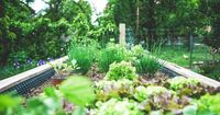 Don't believe the hype: These plants and garden trends are overrated