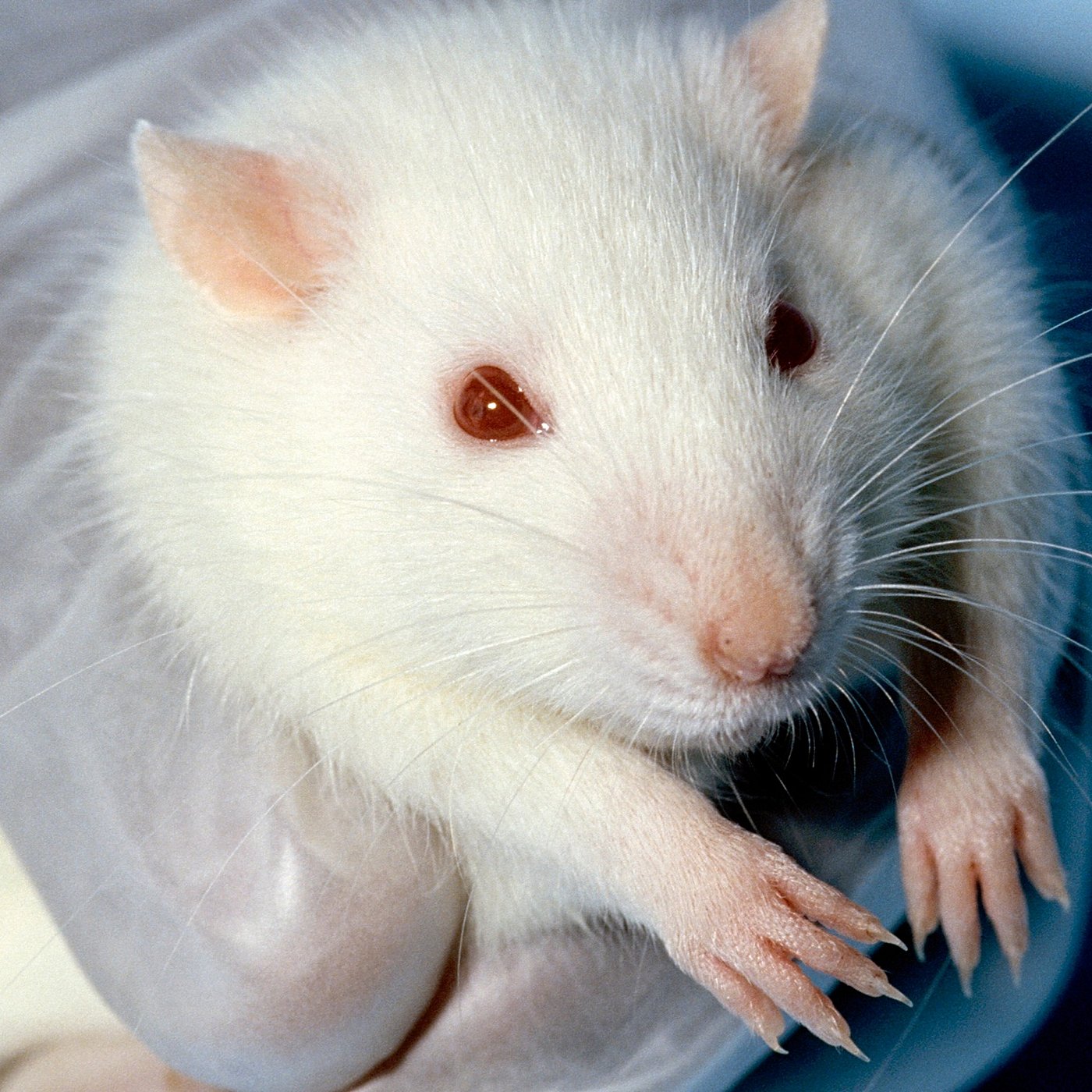 Evrim Ağacı ile Bilime Dair Her Şey!